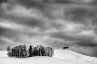 Hill Top Trees