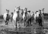 Camargue Horses 1 B&W