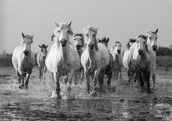 Camargue Horses 1 B&W