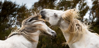 Sparring Stallions 1