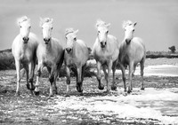 Camargue Horses, Salt Pan 2 B&W