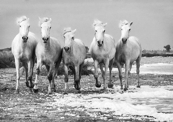 Camargue Horses, Salt Pan 2 B&W