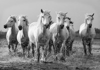 Camargue Horses 5 B&W