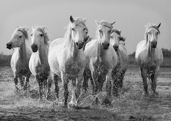 Camargue Horses 5 B&W