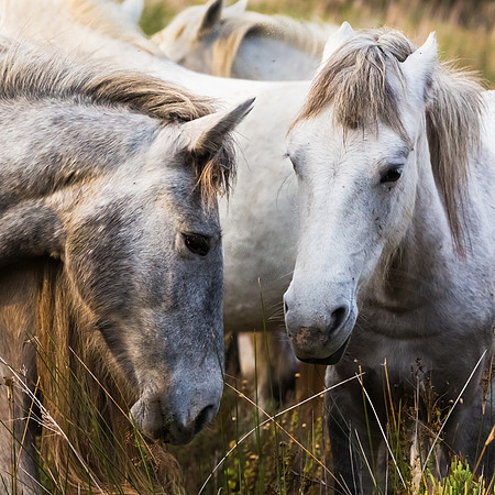 Camargue Horses 4