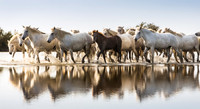 Camargue Horses, 3
