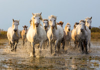 Camargue Horses, France, 2012