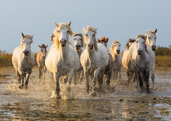 Camargue Horses 1