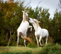 Boxing Camargue Stalions