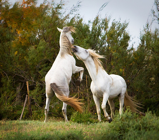 Boxing Camargue Stalions