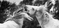 Sparring Stallions B&W 1