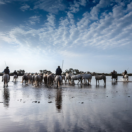Horses and Blue Sky