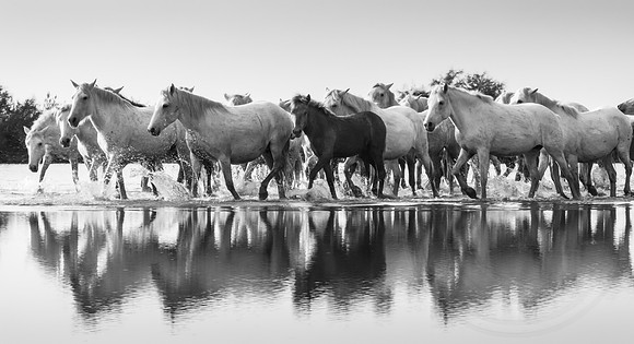 Camargue Horses B&W 2