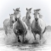 Camargue Horses, Salt Pan B&W