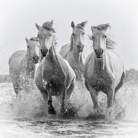 Camargue Horses, Salt Pan B&W