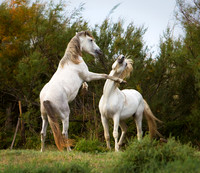 Boxing Stallions, La Camargue, France 2