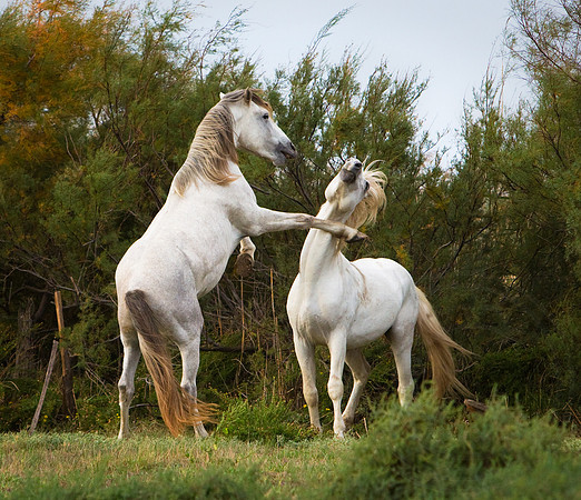 Boxing Stallions, La Camargue, France 2