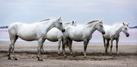 Camargue Horses 7