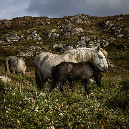 Eriskay Wild Horses