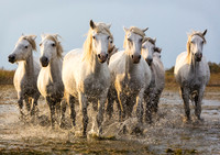 Camargue Horses 5