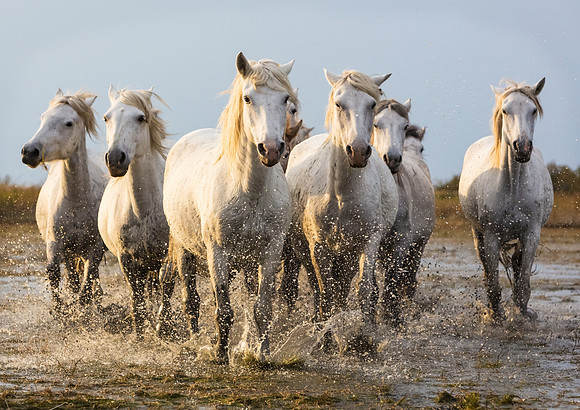 Camargue Horses 5
