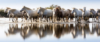 Camargue Horses 2