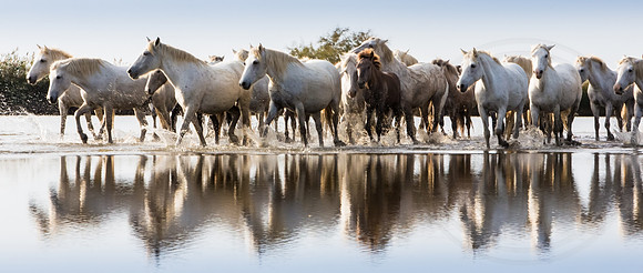 Camargue Horses 2