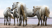 Camargue Horses 9