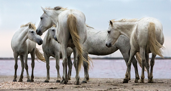 Camargue Horses 9