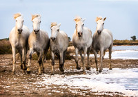 Camargue Horses, Salt Pan 2
