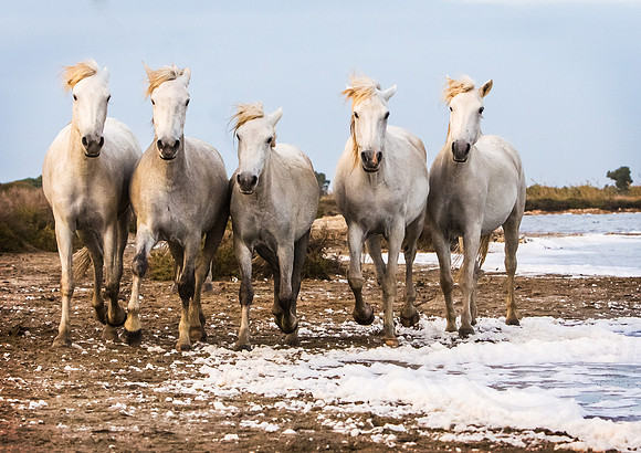 Camargue Horses, Salt Pan 2