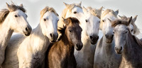 Camargue Horses 6