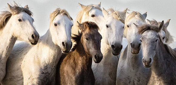Camargue Horses 6