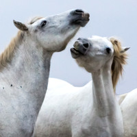Camargue Horses 8