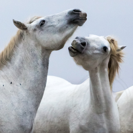 Camargue Horses 8
