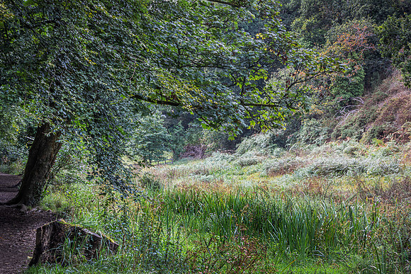 St Catherine's Wood 1