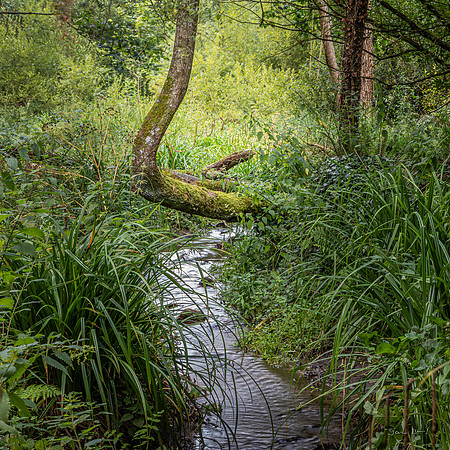 St Catherine's Wood 3