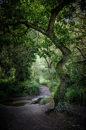 St Catherine's Wood 4