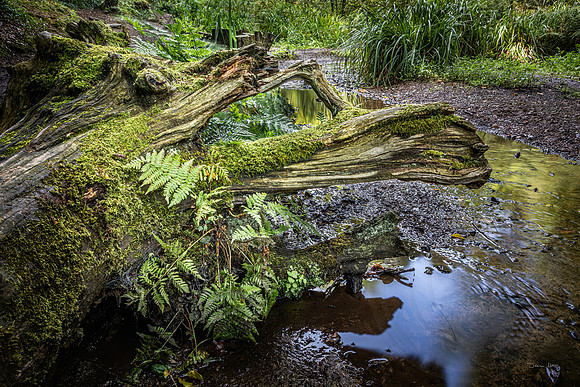 St Catherines's Wood 2
