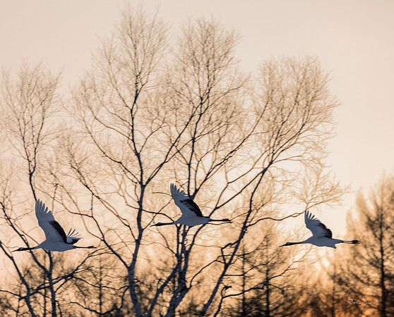 Red Crown Cranes in Flight 3