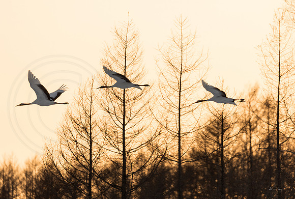 Red Crowned Cranes in Flight 2