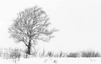 Tree 5