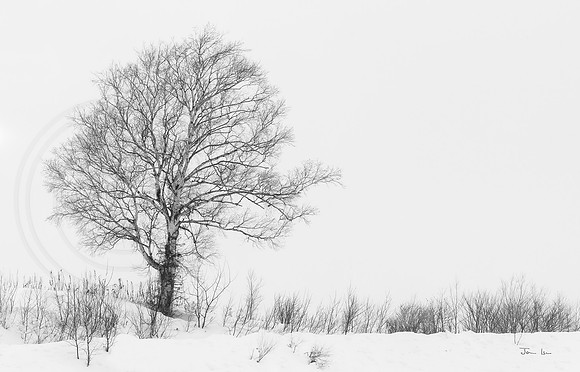 Tree 5