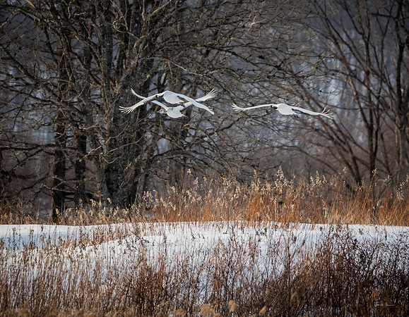 Woodland Landing