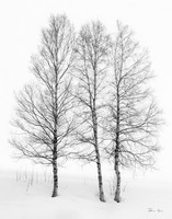 Three Trees
