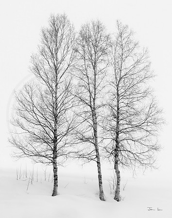 Three Trees