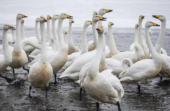 Whooper Swans