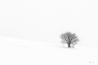 Tree 3