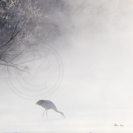 Red Crown Crane in the Mist 2