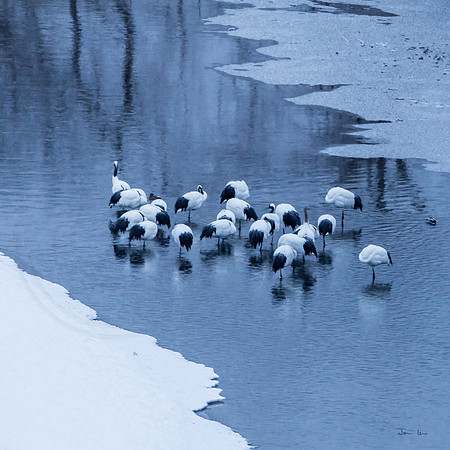 Early Morning, Red Crowned Cranes